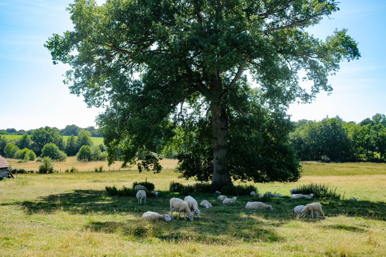Normandie Juin 2025 HD 3348 Fred Chapotat